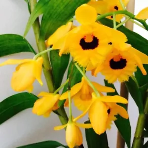 ORCHID DENDROBIUM FIMBRIATUM var. OCULATUM species - Picture 1 of 3