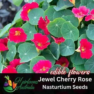 NASTURTIUM 'JEWEL CHERRY ROSE' 10 Seeds, flower garden EDIBLE FLOWERS, COMPANION - Picture 1 of 1