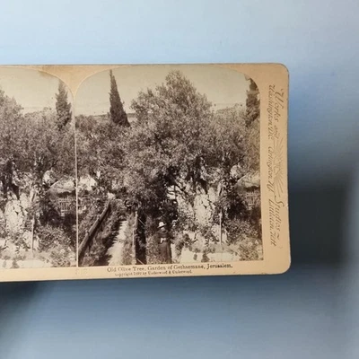 Jerusalem Palestine Stereoview C1900 Real Photo Olive Trees Garden Of Gethsemane - Image 1 of 3