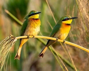 South Africa 2 Little Bee-Eaters Canvas Photo Art Print For Wall ,  8 x 10 up to - Picture 1 of 20
