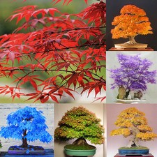 Lots 20pcs Japanese Maple Tree Bonsai Seeds Acer Palmatum Maple Plant Seeds