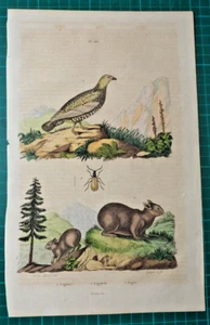 Pika, Lagopus + Lagria auf altkoloriertem Stahlstich von 1835 aus E. Guerin - Bild 1 von 3