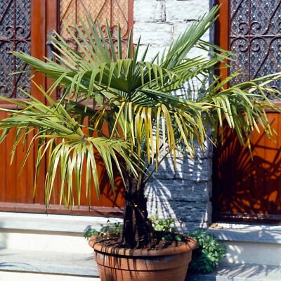 Trachycarpus Fortunei Chusan Fan Palm Exotic Hardy Outdoor Garden Tree Plant - Image 1 of 4