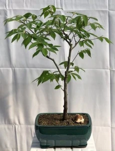 Hornbeam Bonsai Tree Live Plant Flowering Japanese Loose Carpinus Laxiflora 12"H - Picture 1 of 1