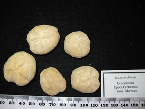 Cretaceous echinoid sea urchin fossil Toxaster dieneri one per bid - Picture 1 of 5