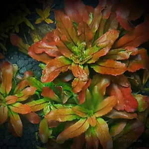 Emersed - Ludwigia Sphaerocarpa Bunch Freshwater Tank Plant Water Fish Aquatic - Bild 1 von 4
