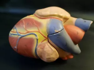 VH Cuore di Ricambio Torso 2 Parte 3B Modello Anatomico Scientifico Anatomia - Foto 1 di 5