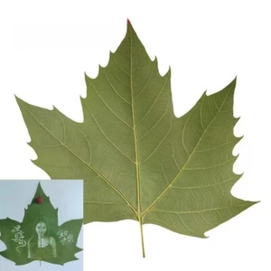 Materiale per intaglio foglie manuale fai da te: foglia di wutong, foglia di ping'an - Foto 1 di 9