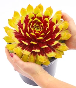 Sempervivum Giants 'Gold Mine' - Bild 1 von 3