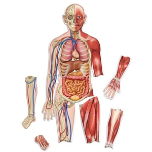Risorse per l'apprendimento corpo umano magnetico bifacciale - Foto 1 di 5