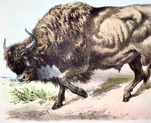1864 Bison, hand colored stone lithograph - Picture 1 of 2