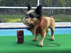 ANTIQUE FRENCH BULLDOG GROWLER PULL TOY - Picture 1 of 24