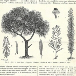 Amérique du Sud - La flore du Grand Chaco - Article de presse 1903 - Imagen 1 de 3