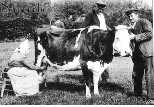 CP - Normandie - Années 1900 - Traite de la vache dans le parc - Foto 1 di 1