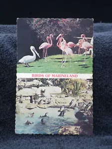 Birds of Marineland Ca Post card - Picture 1 of 3