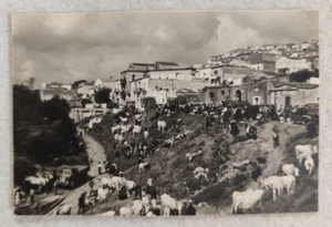 foto matera grottole festa s antonio abate benedizione bestiame anni 40/50 - Picture 1 of 16