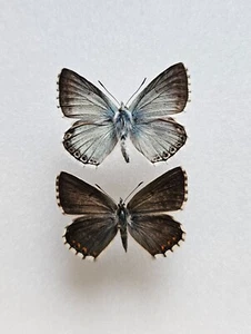 Mariposa Polyommatus coridon, par azul tiza (montado) - Imagen 1 de 1