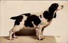 DOGS, Irish Red & White Setter ? Real Photo Postcard