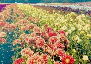 10 Cards w/Bookmarks "Friends are Flowers in Life's Garden" STONEHENGE DESIGNS - Picture 1 of 2