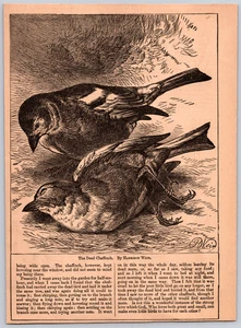 Ilustración impresa de 1882 The Dead Chaffinch Harrison Weir - Imagen 1 de 1