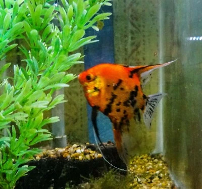 6 Juvenile Koi Angelfish fish 1/2 dollar (1.2") Free overnight shipping - Image 1 of 4