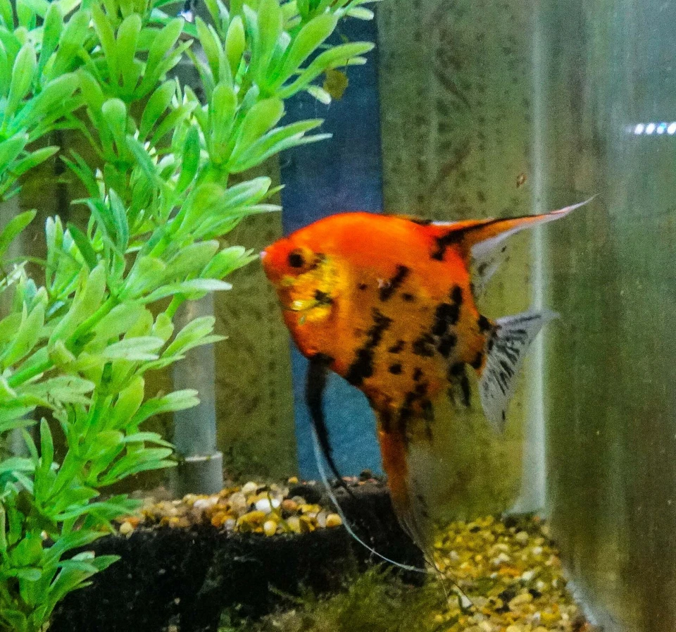 6 Juvenile Koi Angelfish fish Quarter Size Free overnight Shipping - Image 1 of 4
