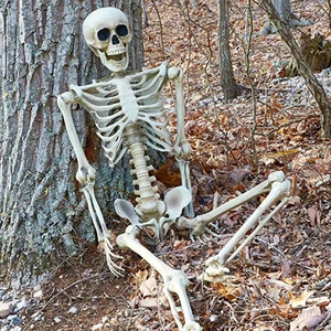 Halloween Skelett Lebensgroß Beweglich Dekoration Lehrmodell Glieder Deko - Bild 1 von 53