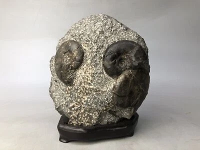 Y8087 OKIMONO Viewing stone Fossil wooden stand Japan antique interior decor - Image 1 of 4