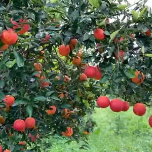 10 ORANGENSAMEN TAROT HIPPOLYTH + GESCHENK - Bild 1 von 2