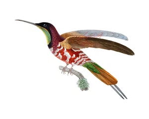 Purpurroter Topas männlicher Kolibri 8 x 10 hochauflösender Druck - Bild 1 von 1