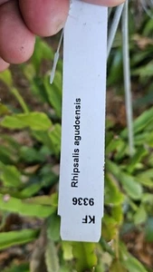 Rhipsalis agudoensis -Orchid Cactus-5 cuttings/4 inches each. Full Sun. - Picture 1 of 8