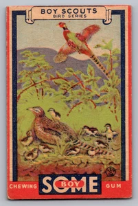 1933 GOUDEY PFADFINDER #8 DIE FASANENFAMILIE - Bild 1 von 3