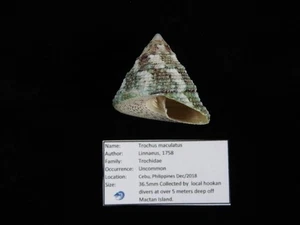 Muschel Trochus maculatus 36,5mm ID#9523 - Bild 1 von 4