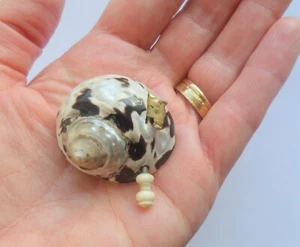 ANTIQUE SEA SHELL SILK TAPE MEASURE - Picture 1 of 4