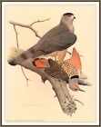 Sj Wbz 24 Northern Red Shafted Flicker A4 Print