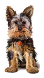 Color Bügeltransfer DTF Bügelbild Applikation Patch Yorki Hund Yorkshire Terrier - Bild 1 von 2