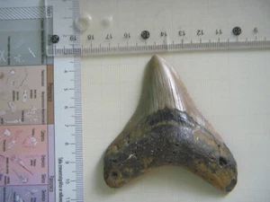 Carcharocles Megalodon tooth - Picture 1 of 4