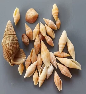 30 pcs assorted seashells 10-46 mm (25) - Picture 1 of 4