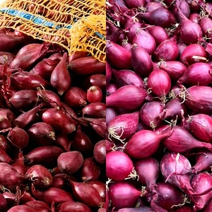 Red Onion Sets Mix 500g - Red Winter & Electric Autumn Planting Vegetable Bulbs - Picture 1 of 6