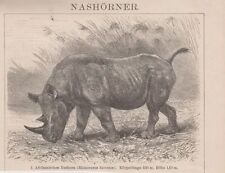 Orig. Holzstich: Nashörner. Afrikanisches Nashorn. Rhinoceros bicornis.