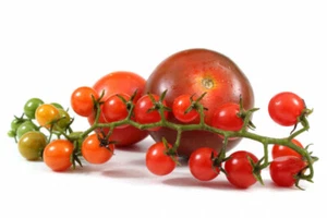 Wilde Johannisbeere Tomate rot ~ Solanum pimpinellifolium ~ kleinster Tomatenlöffel der Welt - Bild 1 von 1