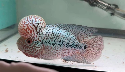 Premium Flowerhorn - Kamfa Big KOK 4 inches - Overnight USA Shipping - Image 1 of 4