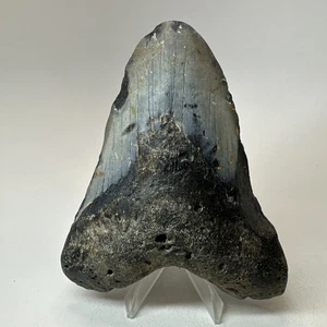 Megalodon Haizahn 4,91 Zoll - bunt - riesiges Fossil - echte Zähne 19741 - Bild 1 von 8