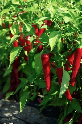Cayenne Large Red Thick Pepper Seeds, NON-GMO, Variety Sizes Sold, FREE SHIP - Image 1 of 2
