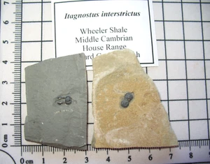 Cámbrico Itagnostus Perononopsis interstrictus trilobite fósil en matriz PAR #3 - Imagen 1 de 2