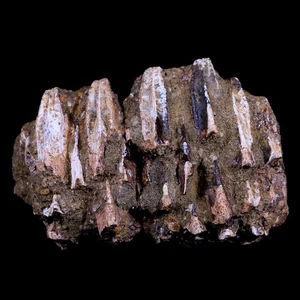 2,5 Zoll Edmontosaurus fossiler Kiefer Kiefer Zähne Akku Kreide Dinosaurier WY COA - Bild 1 von 18