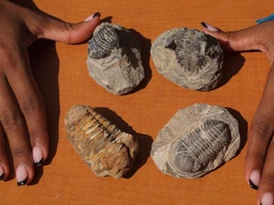 TRILOBITE Collection Hollardops Mesocristata + 3 More 393 Million Yrs. Old - Picture 1 of 6