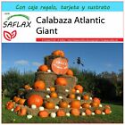 SAFLAX Set regalo - Calabaza Atlantic Giant - 7 semillas - Cucurbita
