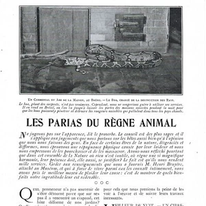 Ausgestoßene aus dem Tierreich - Presseartikel 1903 - Bild 1 von 4