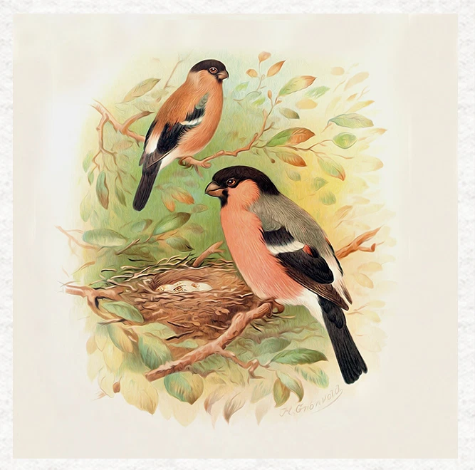 MOONLAKE FABRICS Birds-Bullfinch- Fabric Craft Panels in 100% Cotton or Polyester